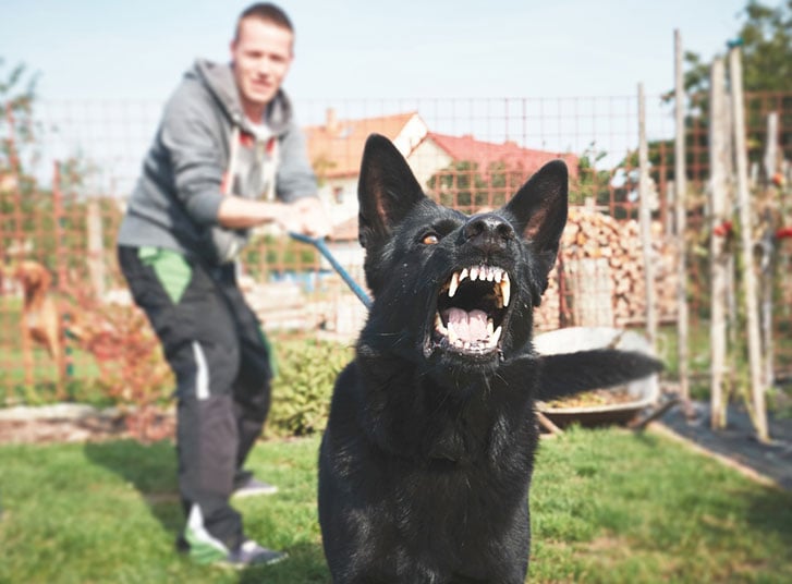 work-injury-dog-attack2.jpg