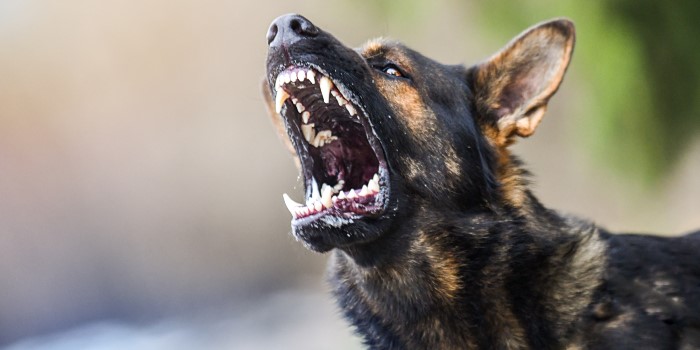 dog showing its teeth